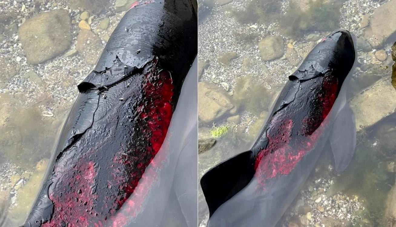Delfini arși în Marea Neagră 