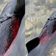 delfini arsi in marea neagra foto Kosta Atanasov