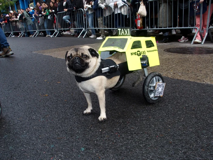 Cățelul paraplegic s-a transformat în taxi (Foto: Profimedia)