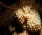 calarasi pestera