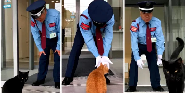 feline din japonia foto the guardian
