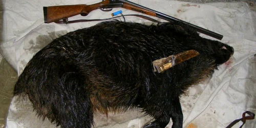 Vânătoarea în deltă ar putea fi reluată (foto arhivă)