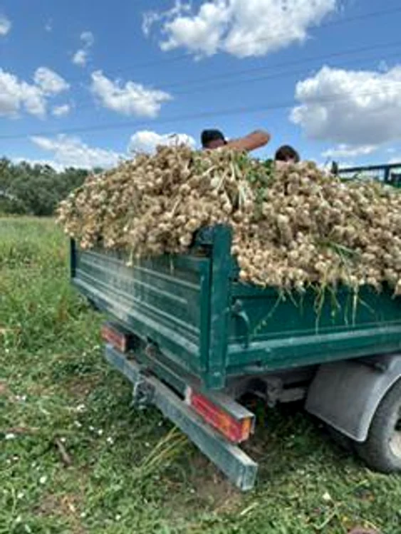 Usturoiul de Fălcoiu, altădată renumit, se mai cultivă doar pe câteva hectare FOTO: arhiva I. Oncică