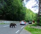 Urs pe Transfăgărășan  Foto Daniel Guță ADEVĂRUL  (2) jpg