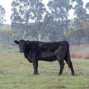 Bovina Angus FOTO Pixaby
