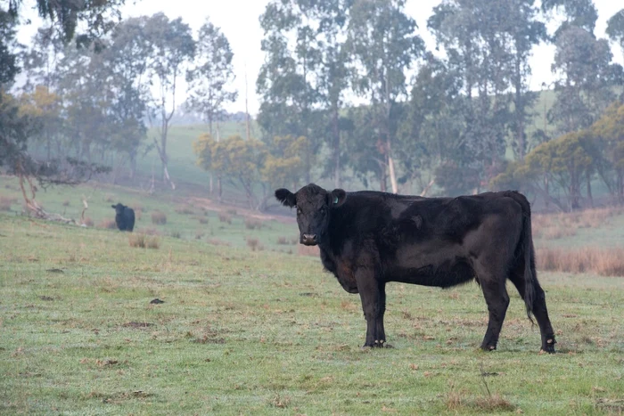 Bovina Aberdeen Angus FOTO Pixabay