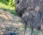 EMU jpg