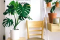 monstera pexels jpg