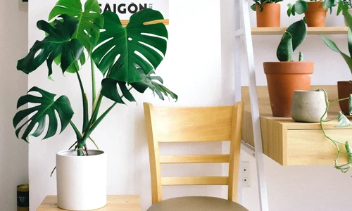 monstera pexels jpg