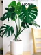 monstera pexels jpg