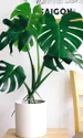 monstera pexels jpg