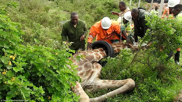 
    După ce a  scăpat de pneu,  girafa a dat  semne de  recunoştinţă  