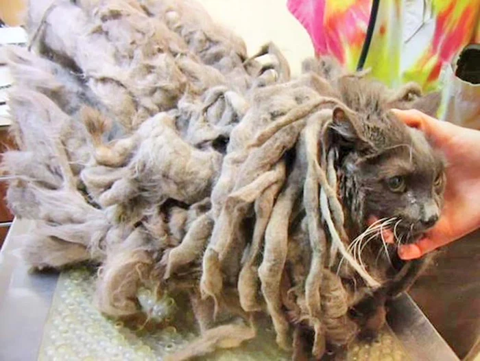 Mulţi s-au întrebat ce animal se ascunde sub ghemul de blană...foto: Hepta