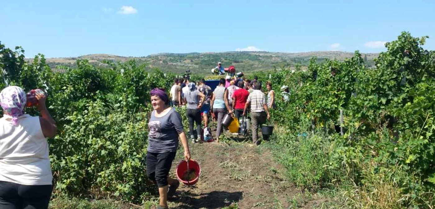 La Pietroasele muncesc 80 de sezonieri din Moldova şi Ardeal