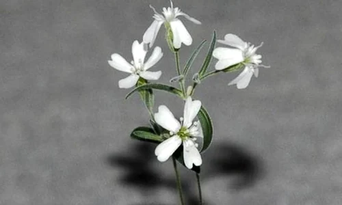 Plante care au încolţit după 30 000 ani jpeg