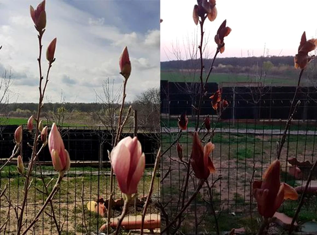 
    Florile magnoliei înainte și după ce a dat frigul peste eleFotografii: Andreea Dancu  