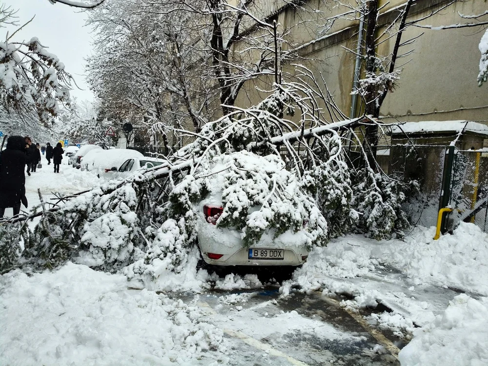 Mai mulți copaci au căzut pe mașini în Capitală.