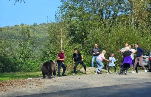 Turiști la un pas să fie sfâșiați de un urs pe Transfăgărășan Captură video TikTok