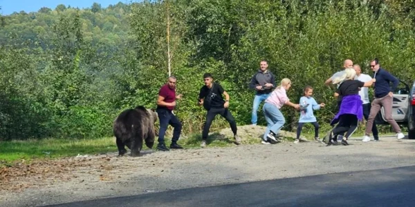 Turiști la un pas să fie sfâșiați de un urs pe Transfăgărășan Captură video TikTok