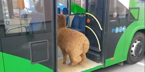 alpaca lui godina