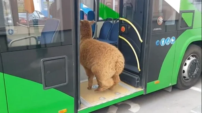 Pablo şi-a urmat stăpâna în autobuz, fără să facă nazuri. FOTO: Facebook / Pablo the alpaca