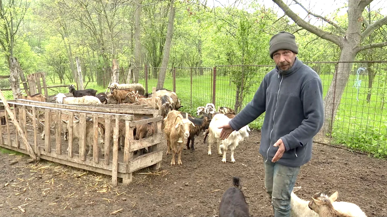 Domnul Dumitru a pierdut zece animale. FOTO Iulian Bunilă