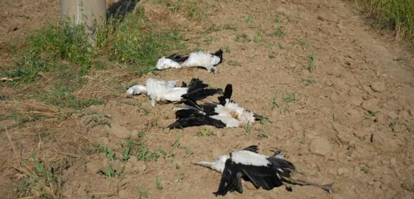 Cadavrele de păsări