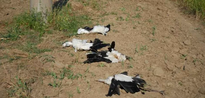 Cadavrele de păsări