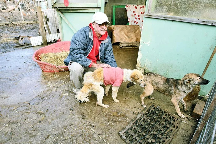 Cel mai suferind  căţel are 14 ani şi  e bolnav de cancer