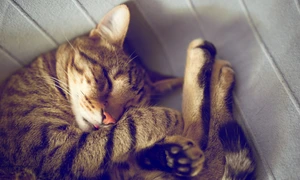 O lume a pisicii jpeg