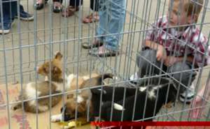 Suceava: Târg de adopţii de animale de companie la Suceava