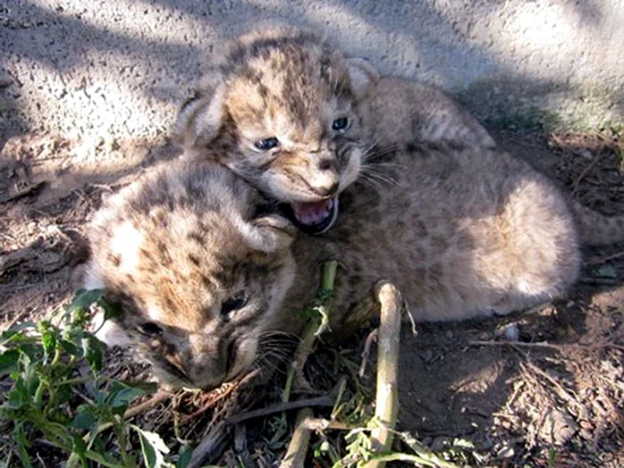 Lei nou născuţi la Grădina Zoo