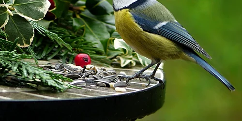 hrana pasari dim jpg