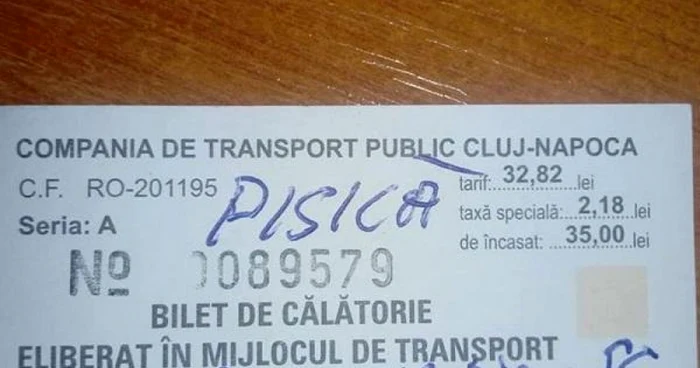 pisica cluj amendata compania de transport public foto stiri de cluj