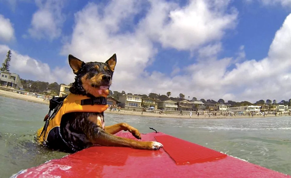 Competiţia Lowes Surf Dogs