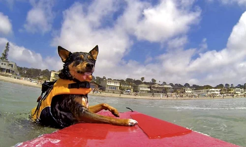 Competiţia Lowes Surf Dogs jpeg