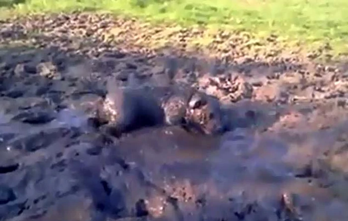 Acest câine se distrează de minune în mocirlă