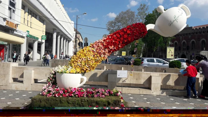 Peste 320.000 de flori au inundat centrul Timişoarei FOTO Ş. Both