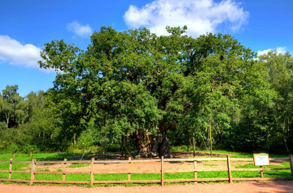 Stejarul Major (Major Oak) în 2017 FOTO Shutterstock 