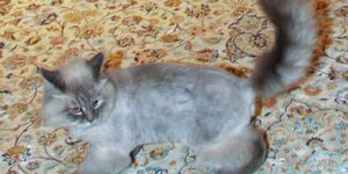 Medvedev şi-a liniştit fanii de pe Twitter, spunând că Dorofei este în siguranţă.