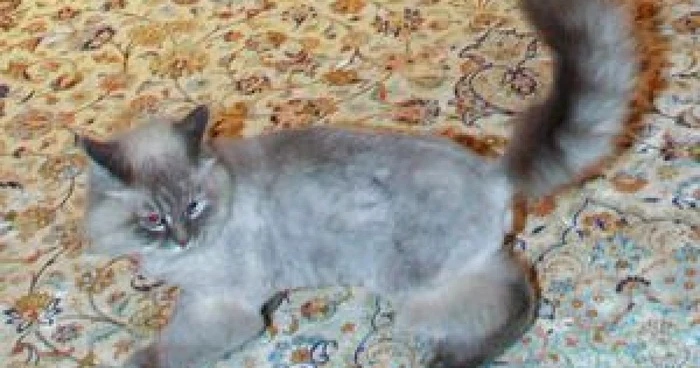 Medvedev şi-a liniştit fanii de pe Twitter, spunând că Dorofei este în siguranţă.