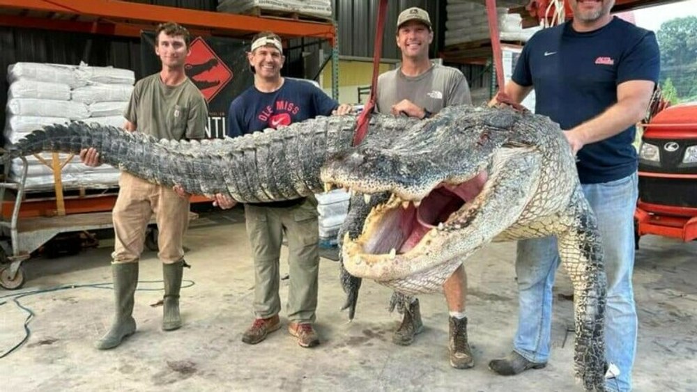 „Monstrul“ capturat în Mississippi de un grup de vânători. Este cel mai mare aligator: „Material de coșmar!“