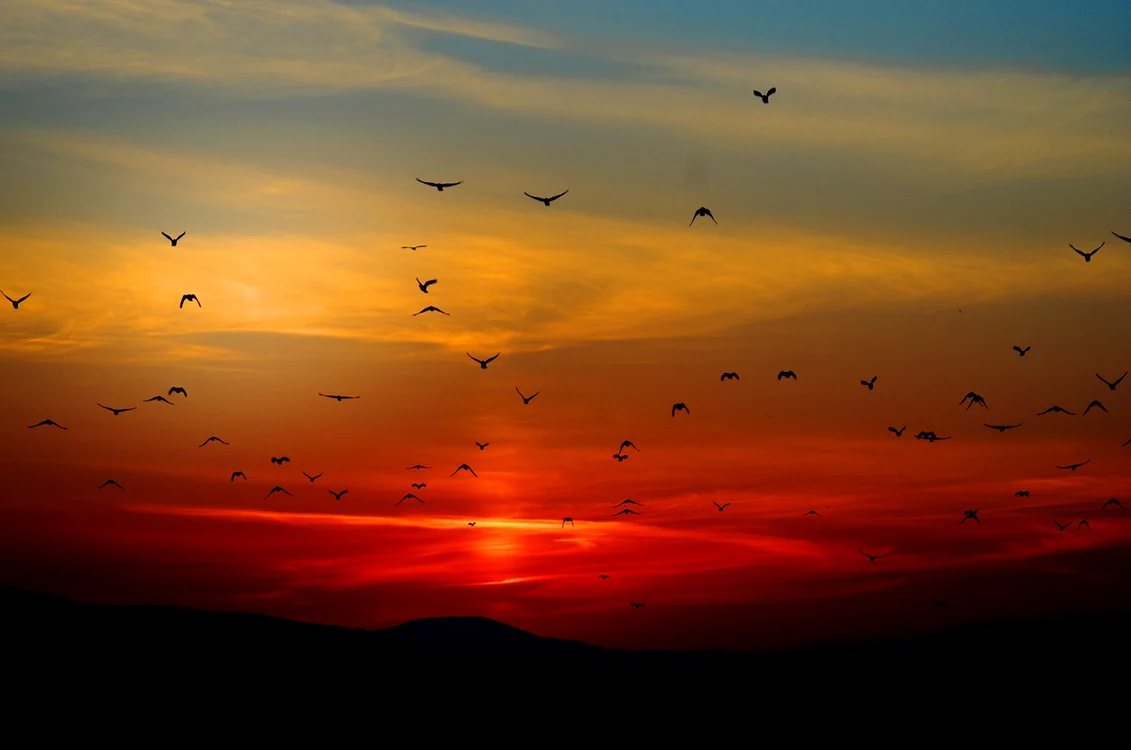 Păsări care trăiesc în România / foto: Pixabay