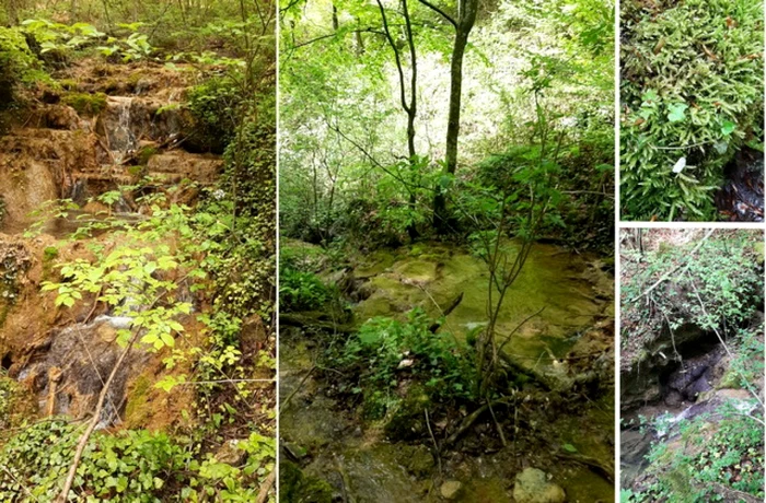 Izvorul petrifiant care curge în această vale din Depresiunea Beiuşului transformă muşchii, frunzele şi crenguţele, în piatră FOTO: Laura Gal