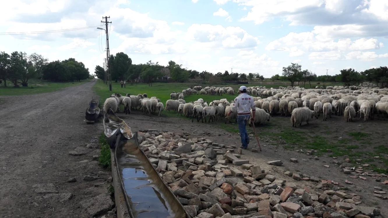 Colonia Bulgară a ajuns "colonia oilor"