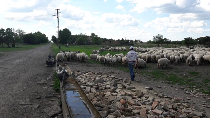 Colonia Bulgară a ajuns "colonia oilor"