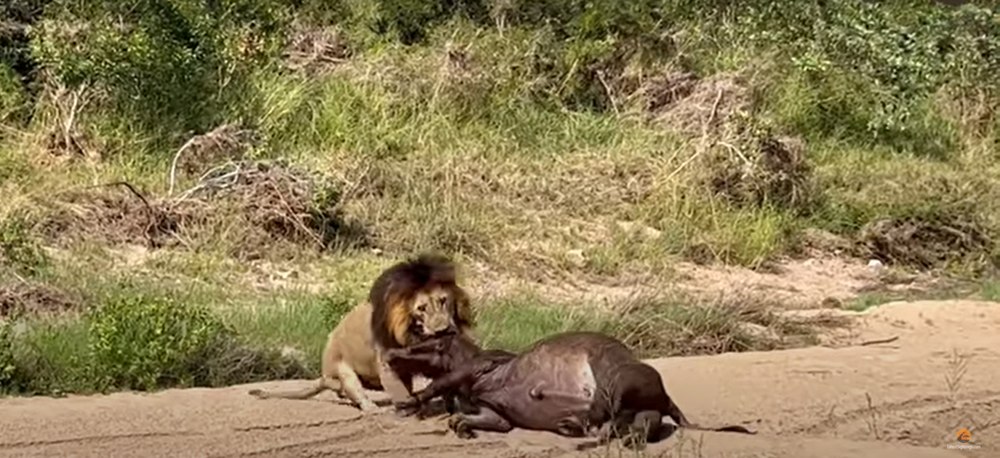 Un leu doboară un bivol, dar ceea ce face apoi este cu adevărat impresionant - VIDEO