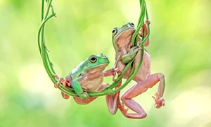 caters frog swing 05 0 jpeg