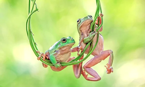 caters frog swing 05 0 jpeg