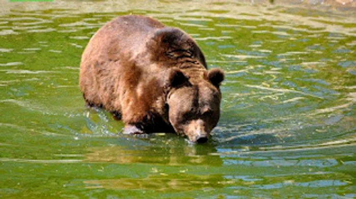 Balăceală în piscina din curtea exterioară FOTO: Florin Matei